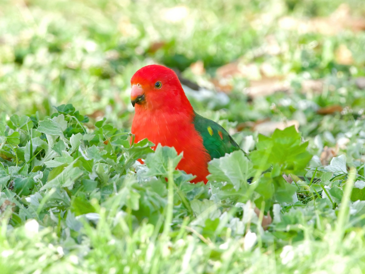 Australian King-Parrot - Peter Higgins