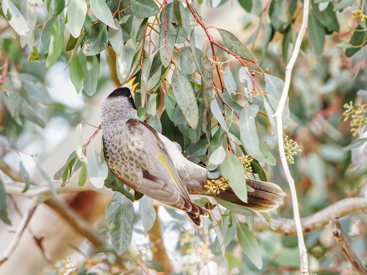 Noisy Miner - Peter Higgins