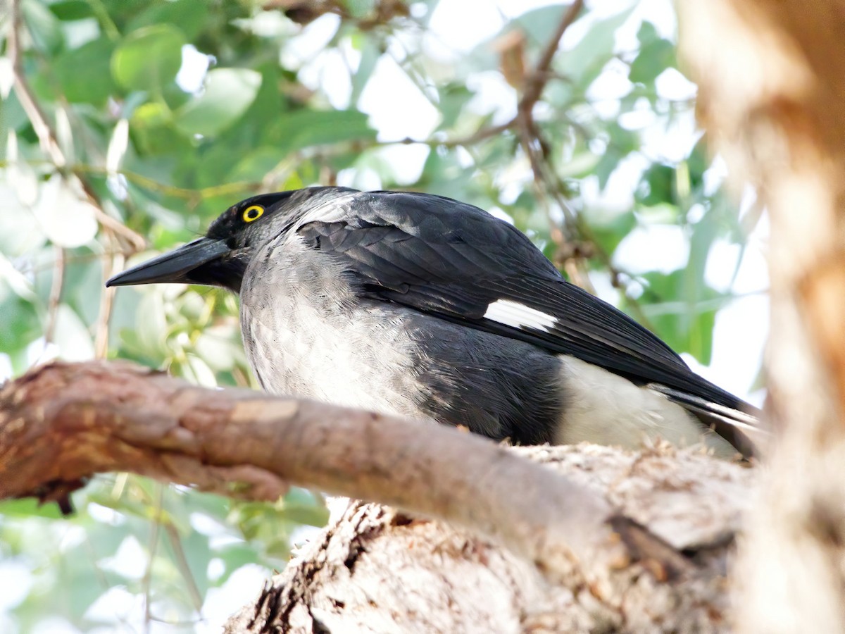 Pied Currawong - Peter Higgins