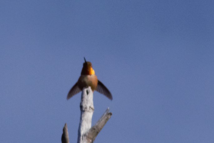 Rufous Hummingbird - Ethan Compton