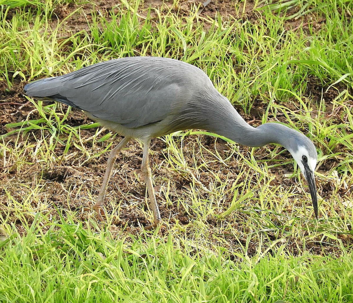 White-faced Heron - ML241602411