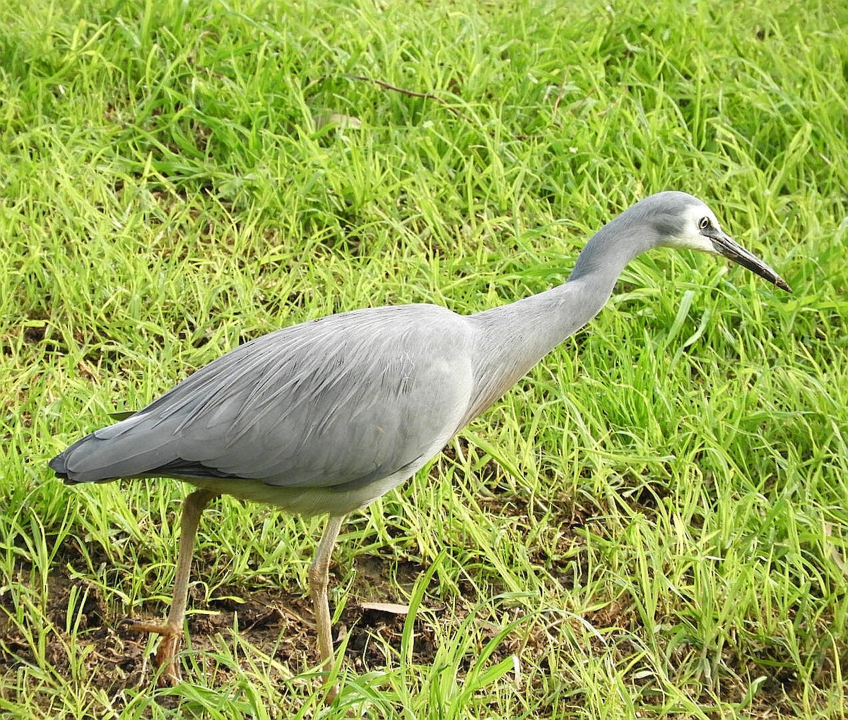 White-faced Heron - ML241602421