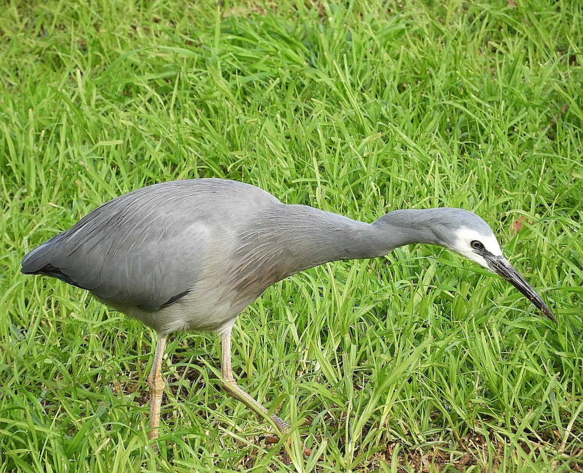 White-faced Heron - ML241602471