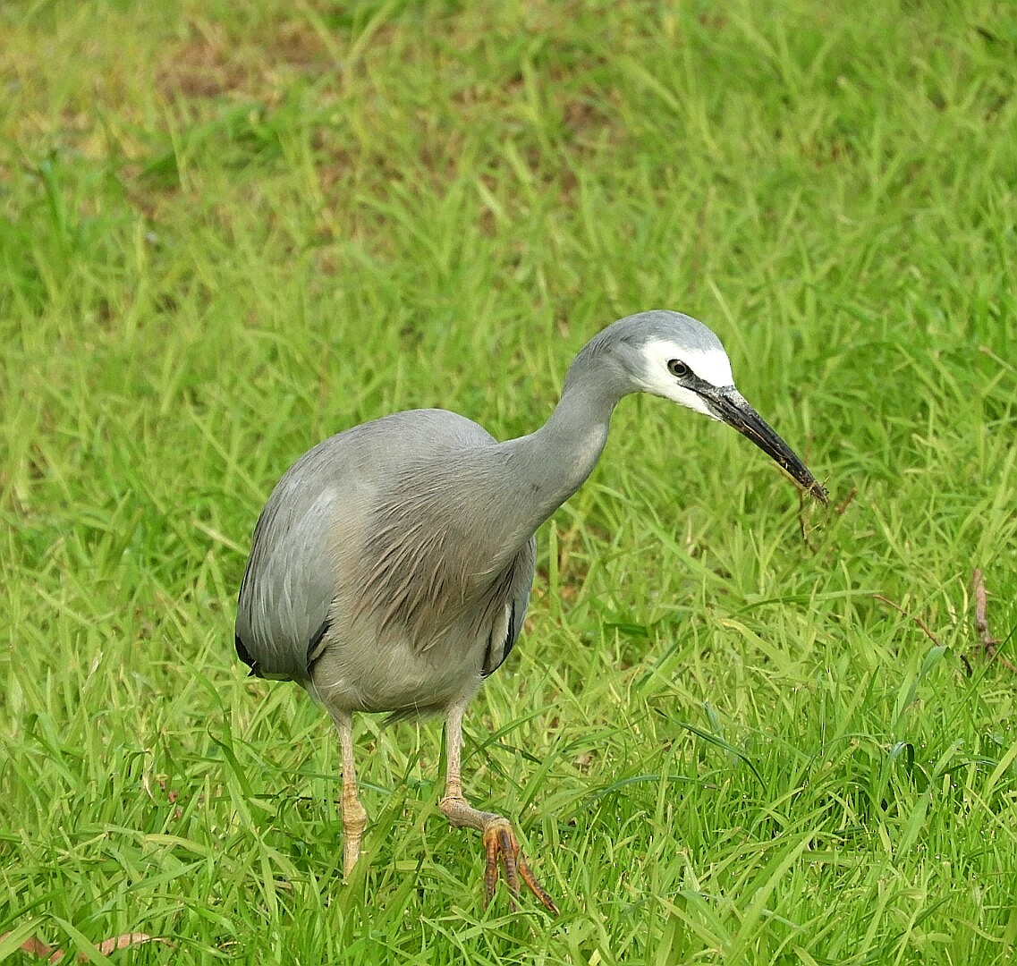 White-faced Heron - ML241602481