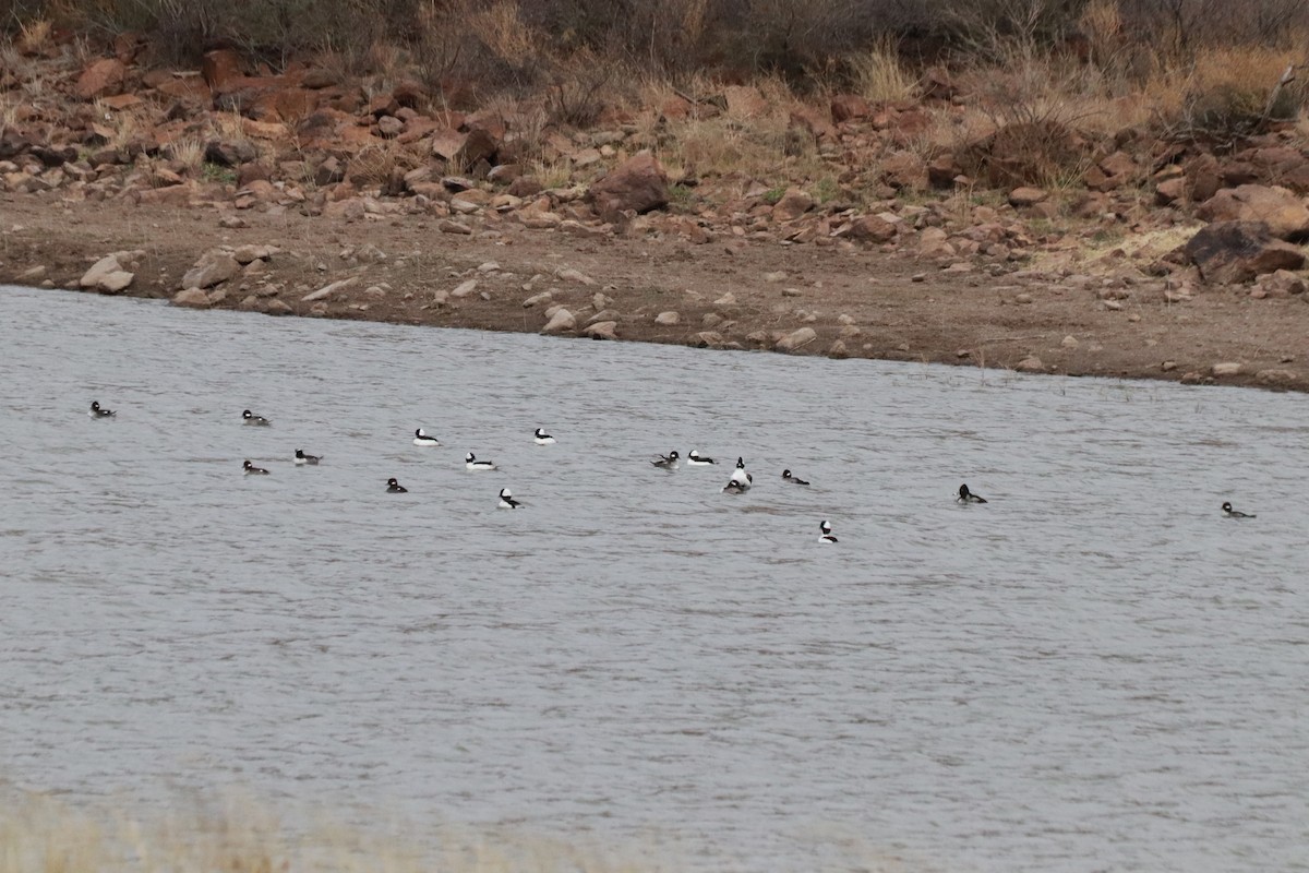 Bufflehead - Angel Zakharia