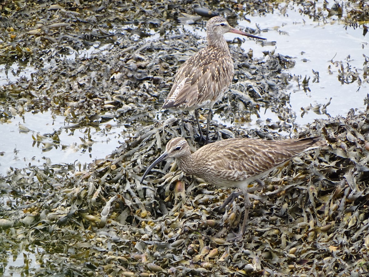 Eurasian Whimbrel - ML241603361