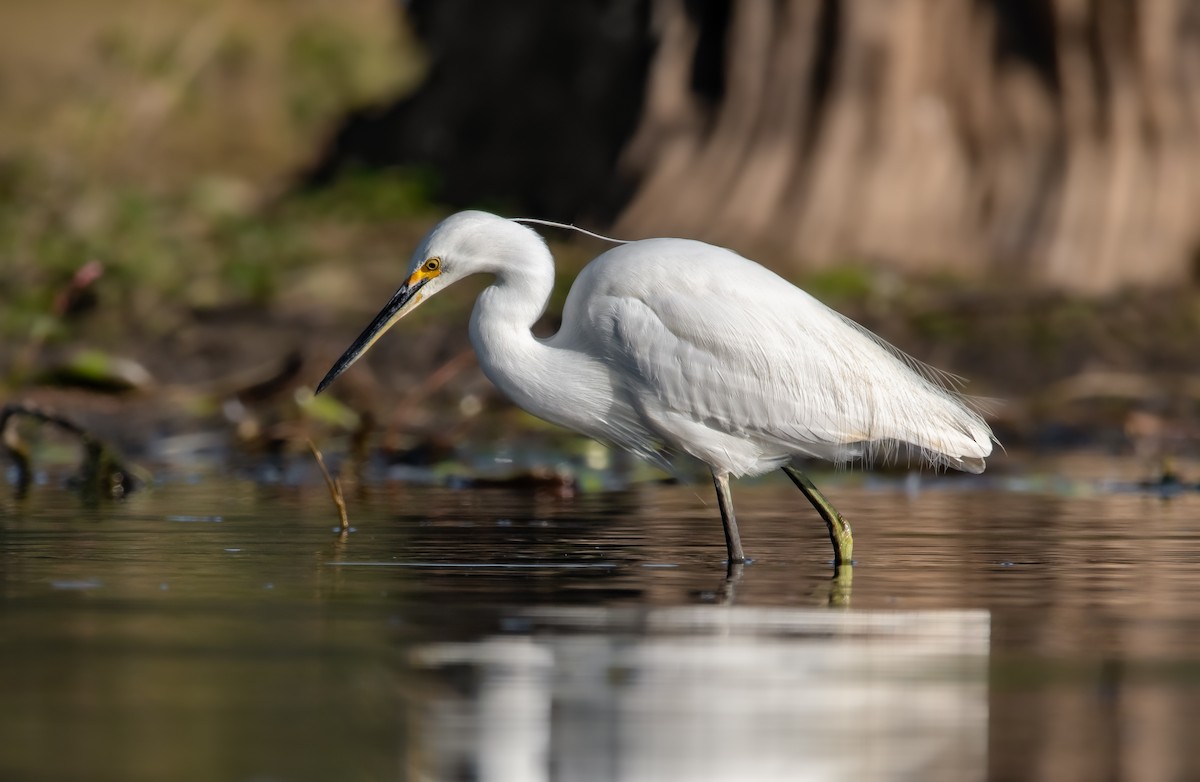 Little Egret - ML241603401