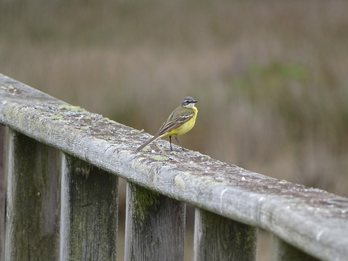 Western Yellow Wagtail - ML241603431