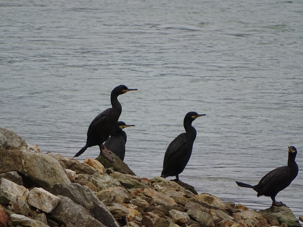 European Shag - ML241603521