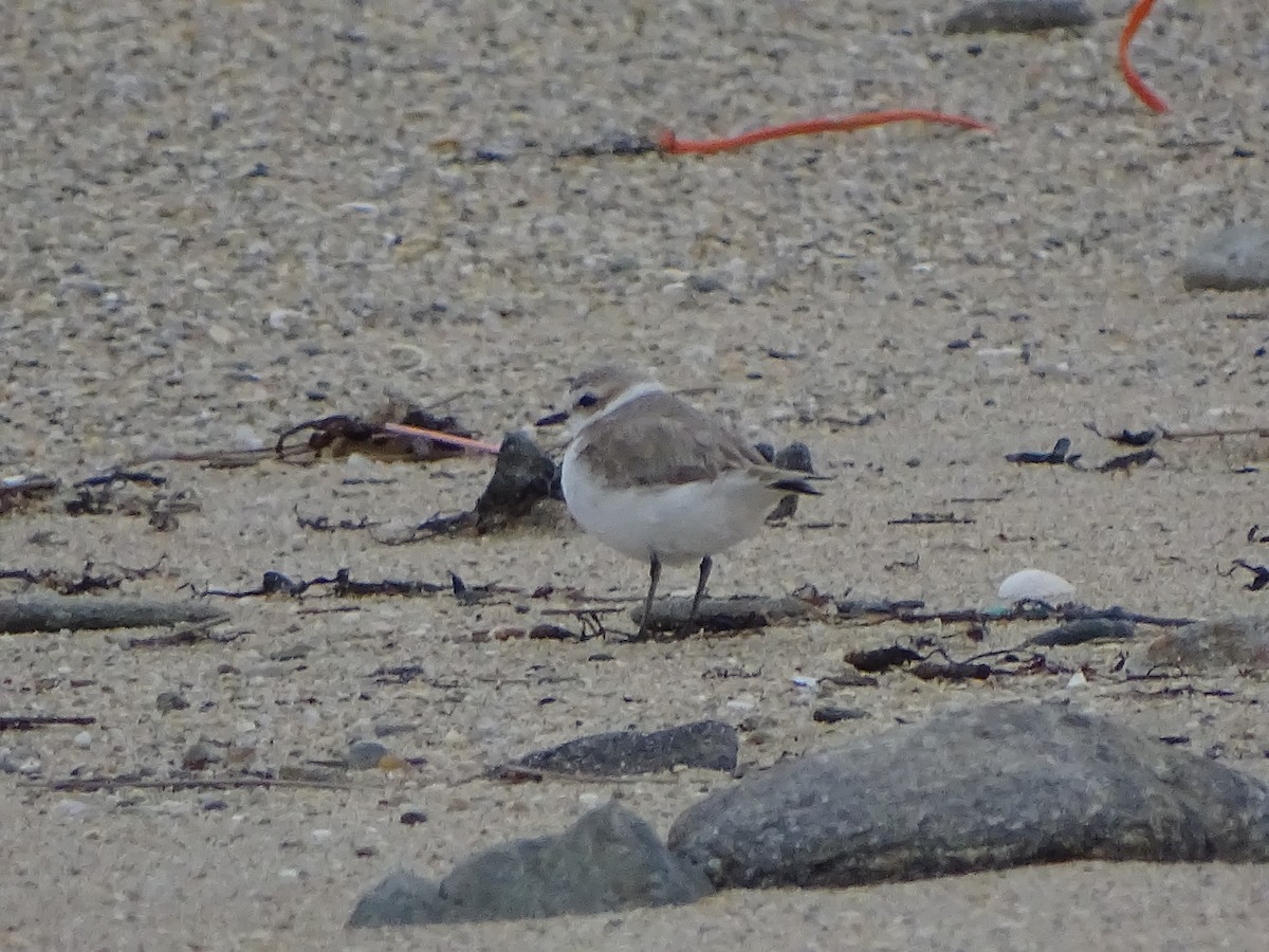 Kentish Plover - ML241603601