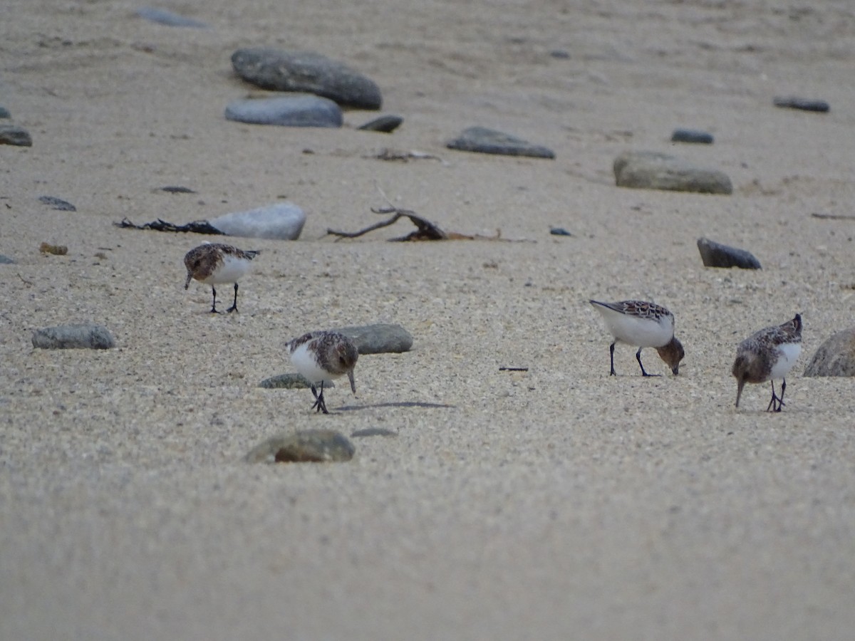 Sanderling - ML241603771