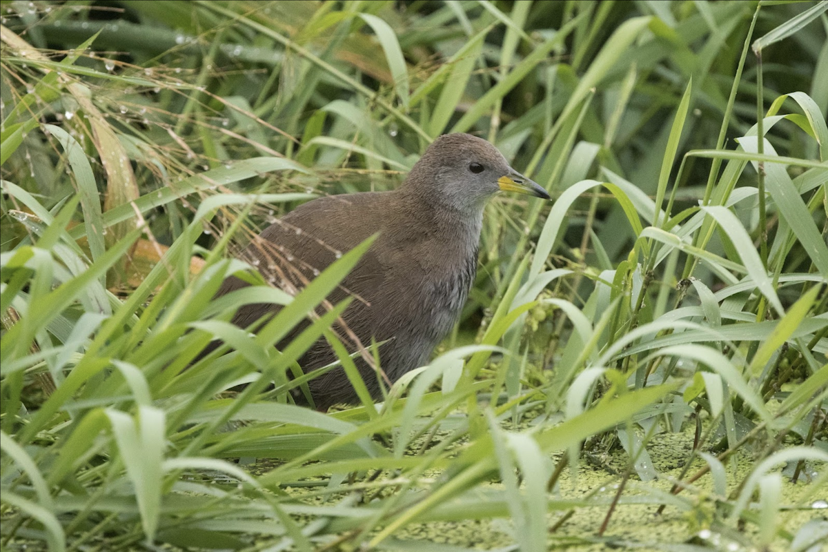 Brown Crake - Simon Colenutt