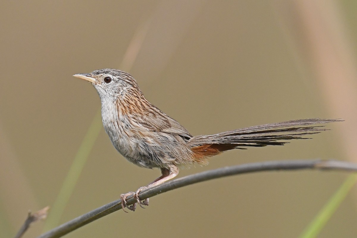 Rufous-vented Grass Babbler - Gagan Bedi