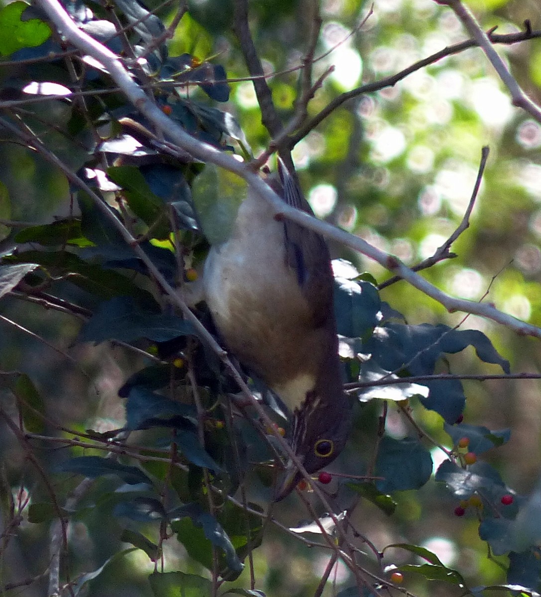 White-throated Thrush - ML24160551