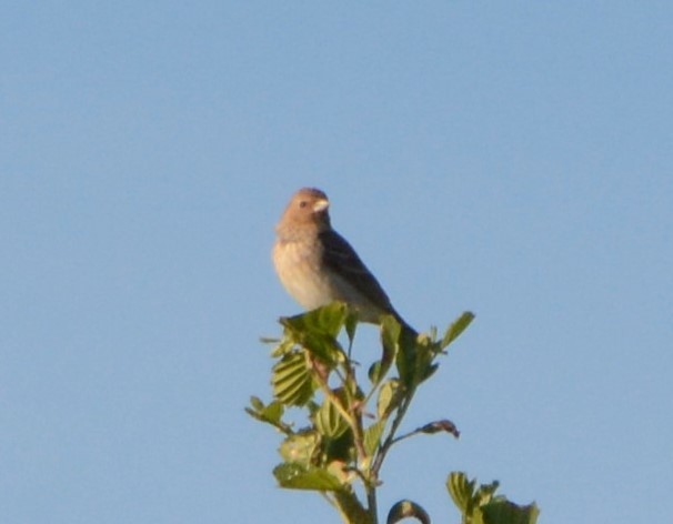 Common Rosefinch - ML241605941