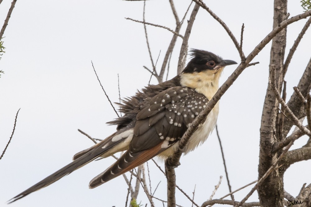 Great Spotted Cuckoo - ML241607801