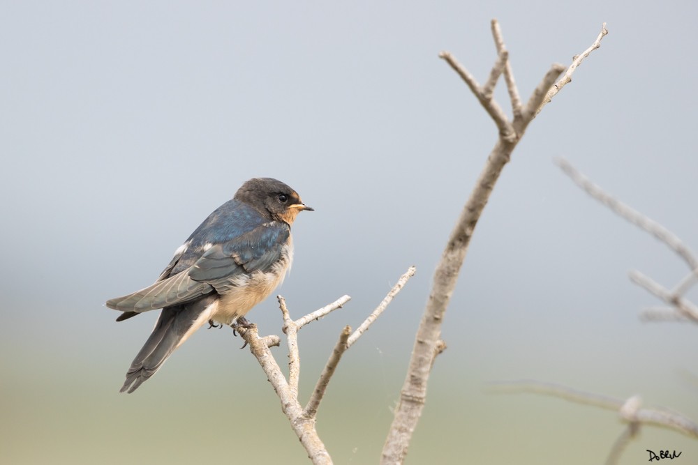 Barn Swallow - ML241608031