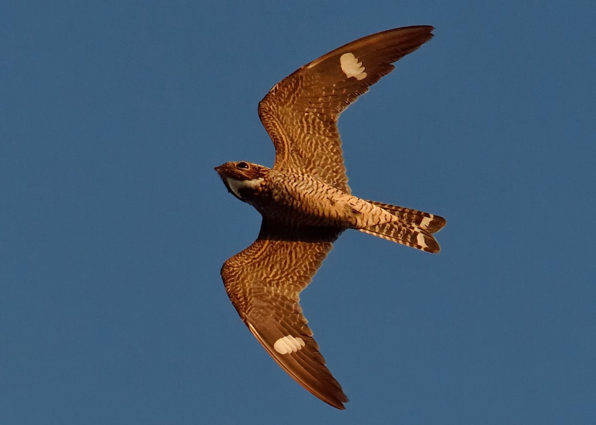 Antillean Nighthawk - ML241608191