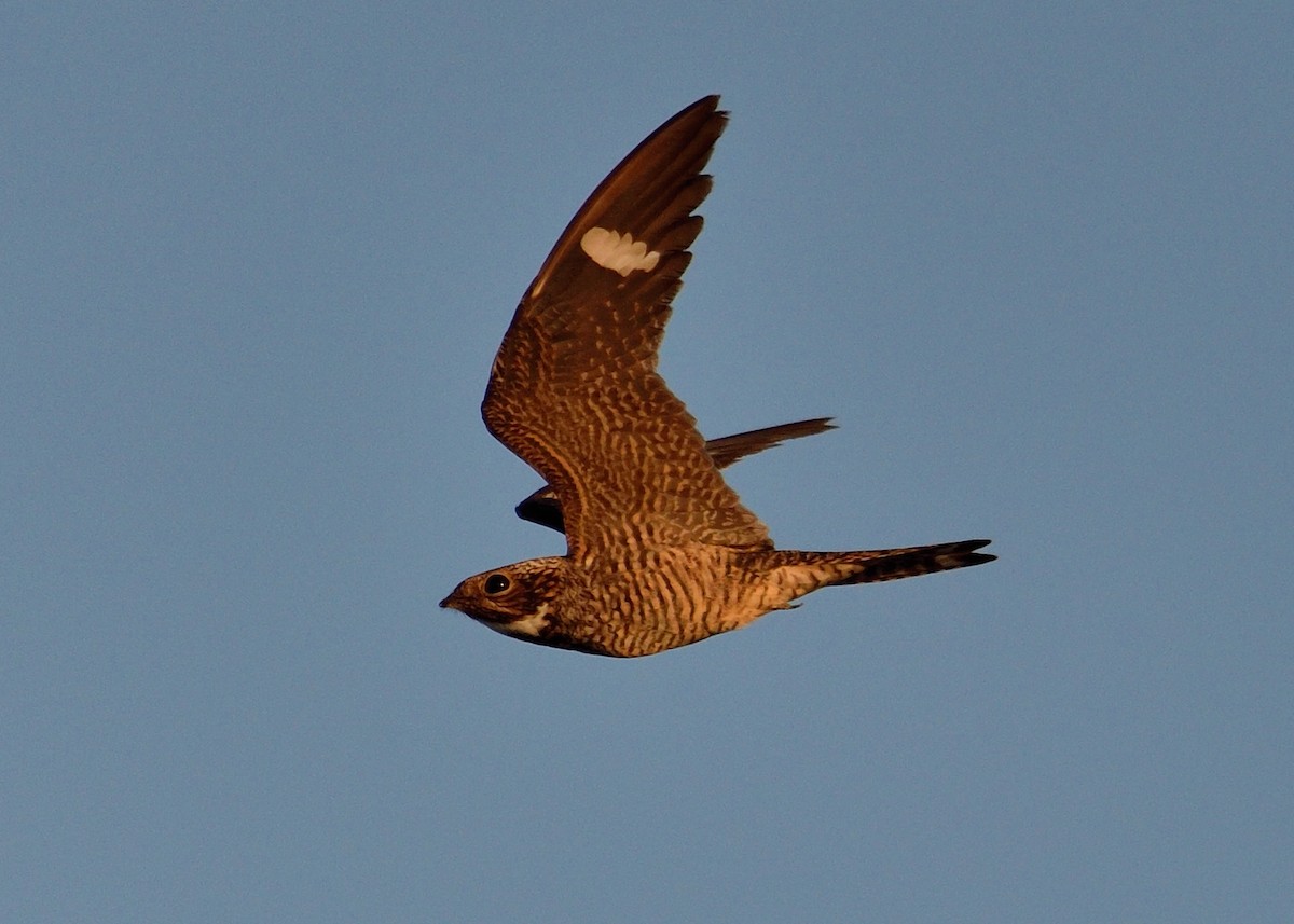 Antillean Nighthawk - Michiel Oversteegen