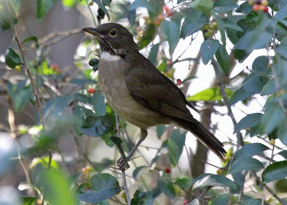 White-throated Thrush - ML24160831