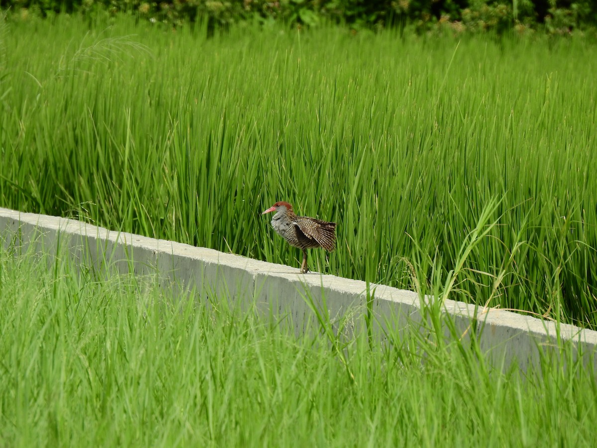 Slaty-breasted Rail - Anonymous