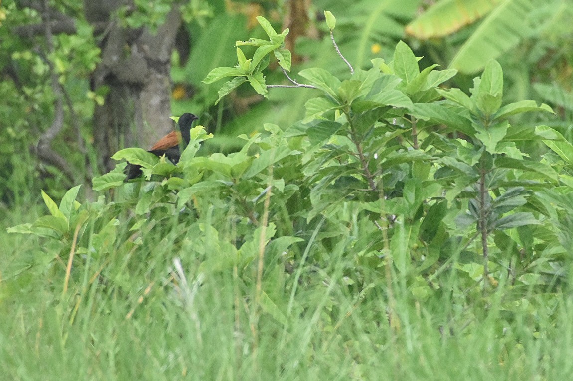 Lesser Coucal - ML241609461