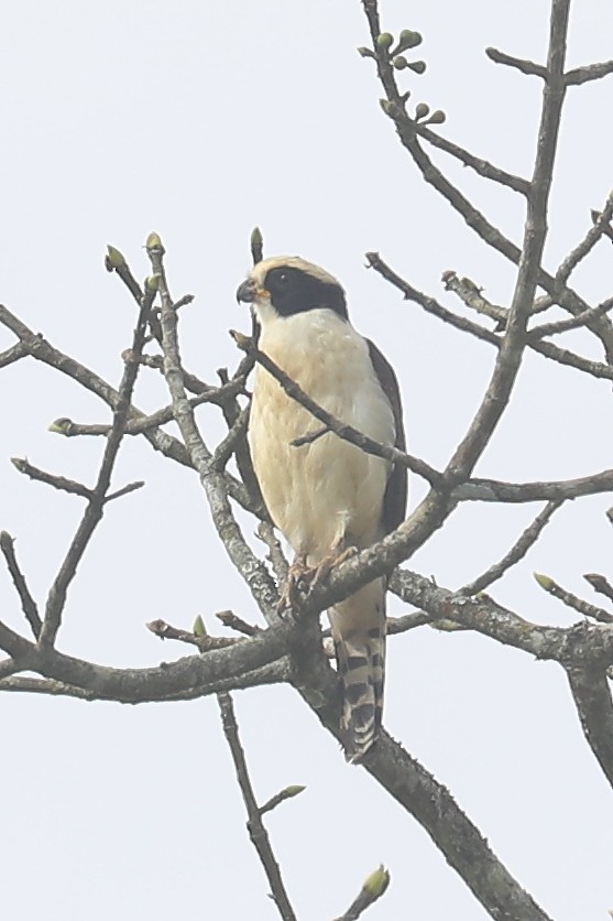 Laughing Falcon - ML241611291