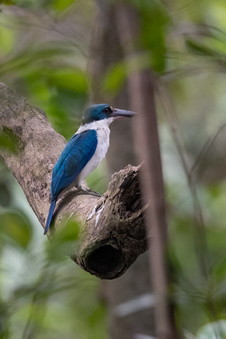 Collared Kingfisher - Andreas Kostic