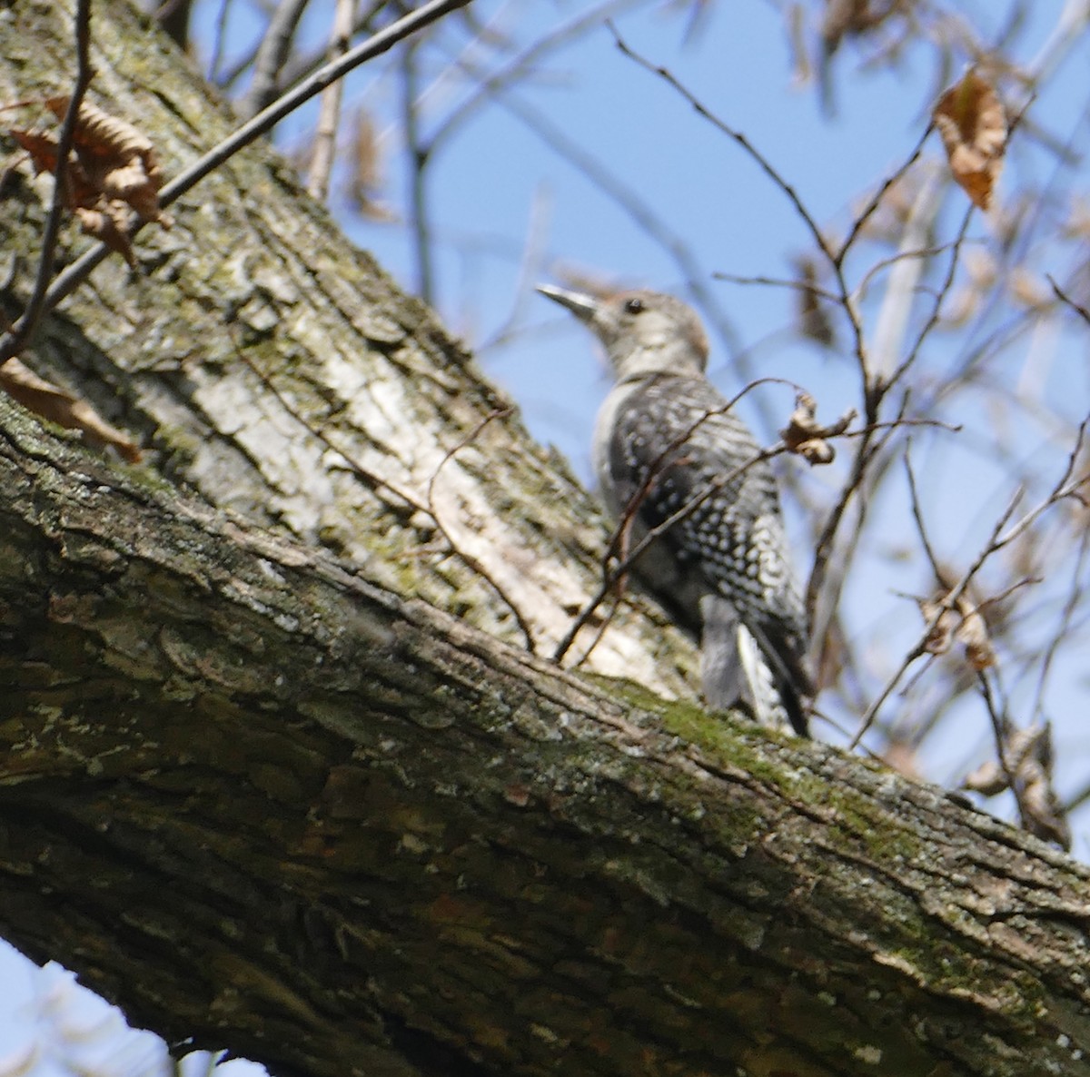 Red-bellied Woodpecker - ML241613261