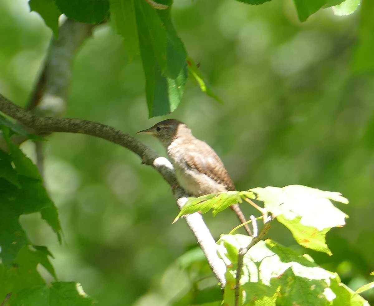 House Wren - ML241614511