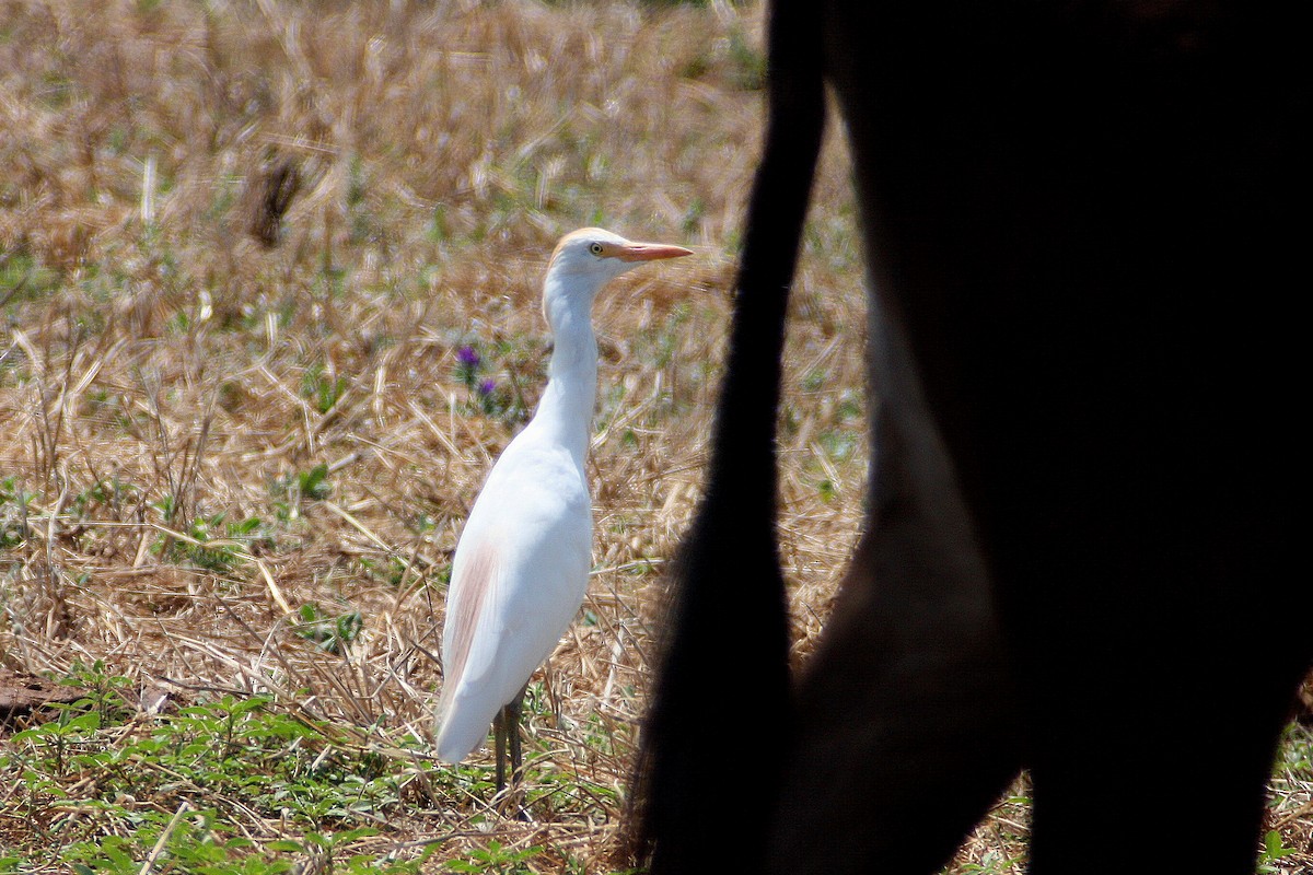 Western Cattle Egret - ML241615871