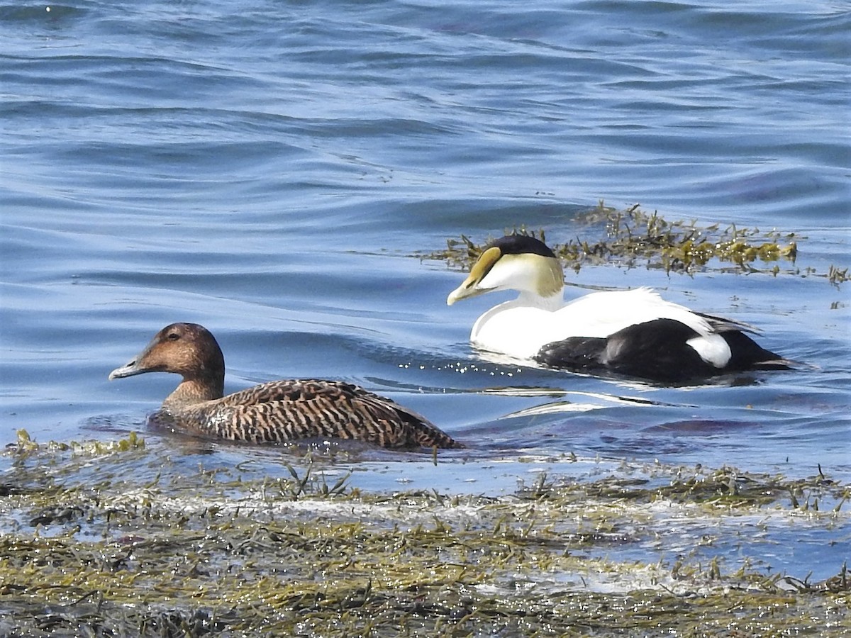 Common Eider - ML241615961