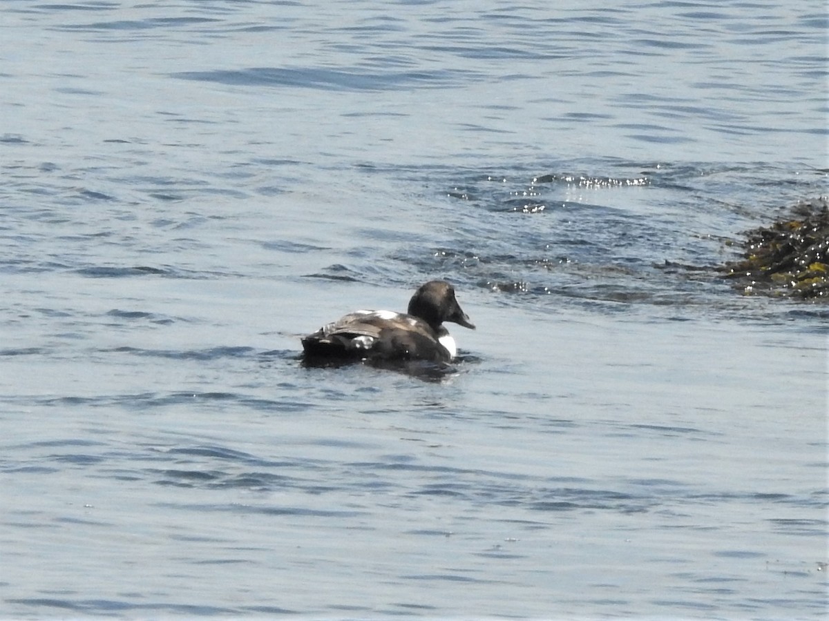 Common Eider - ML241615991