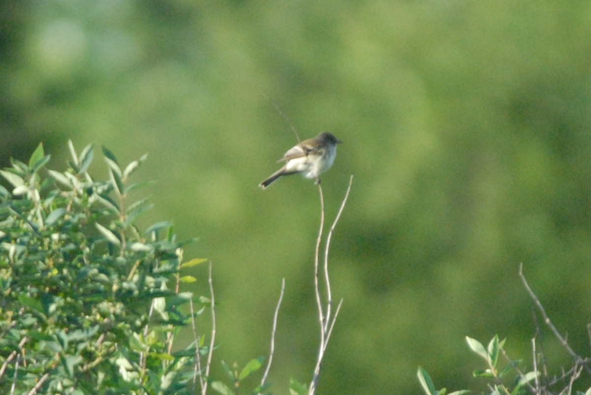 Eastern Phoebe - James Jarosz