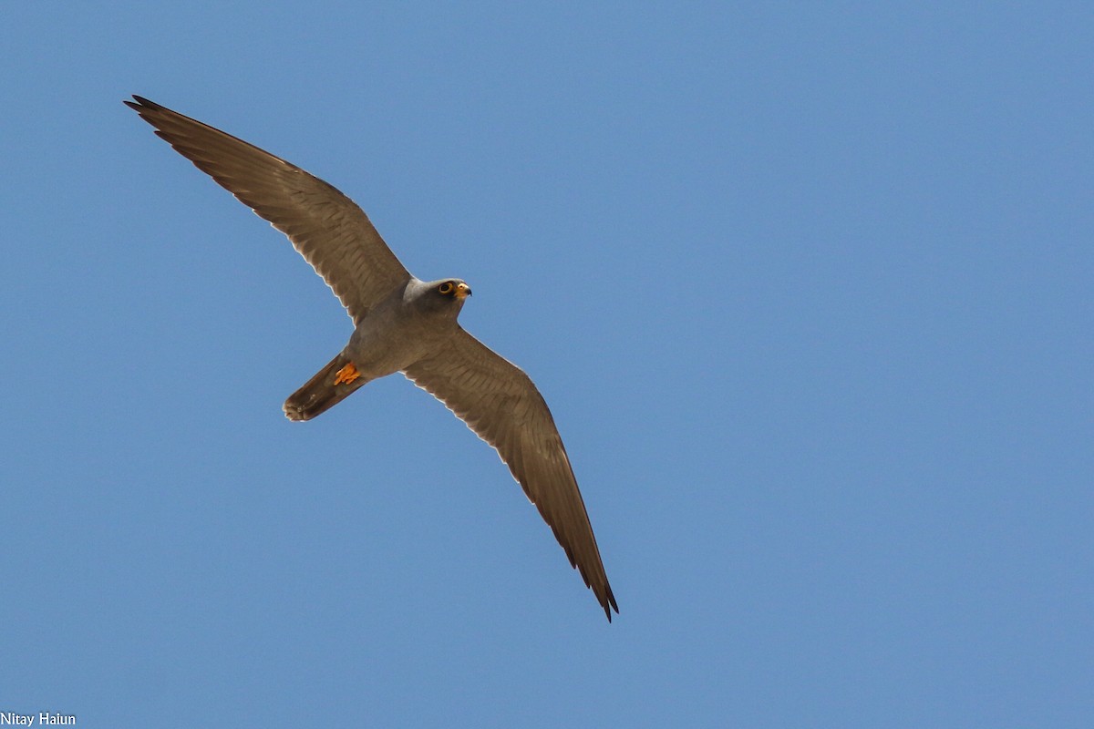 Sooty Falcon - ML241617851