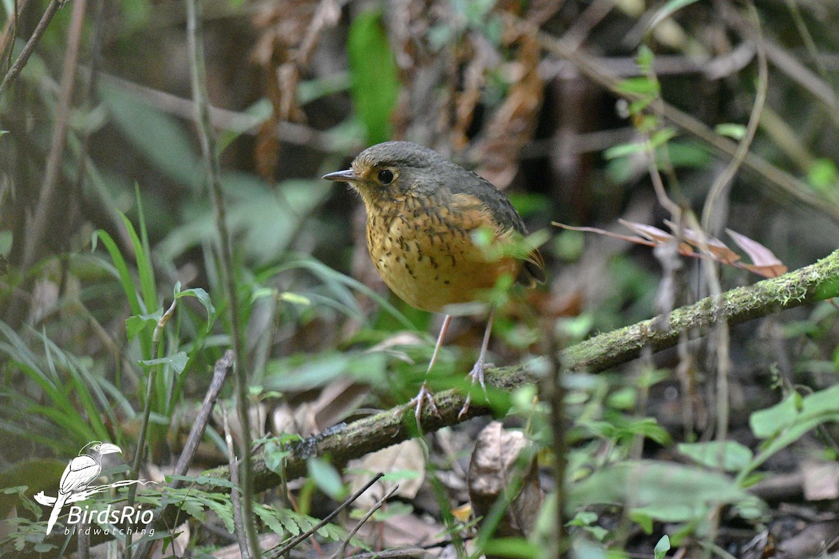 Speckle-breasted Antpitta - Hudson - BirdsRio