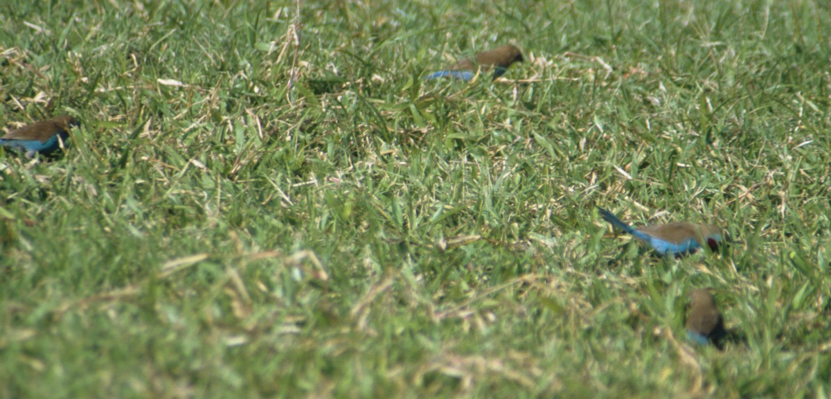 Red-cheeked Cordonbleu - ML241618881