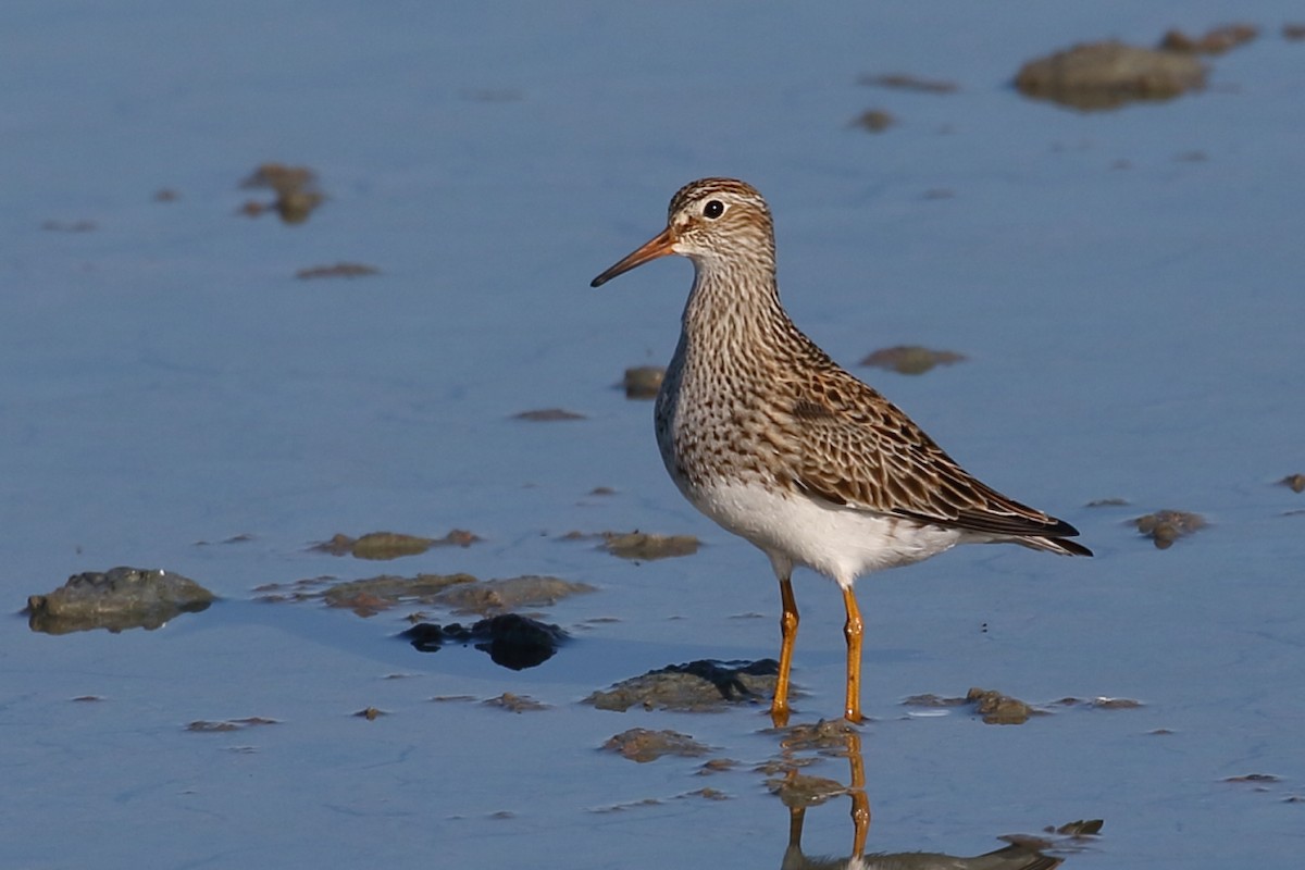 Pectoral Sandpiper - António Gonçalves