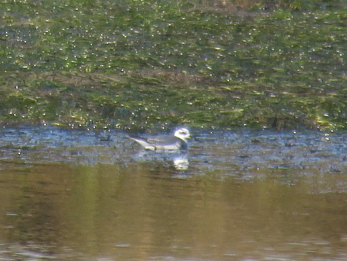 Phalarope à bec large - ML24161951