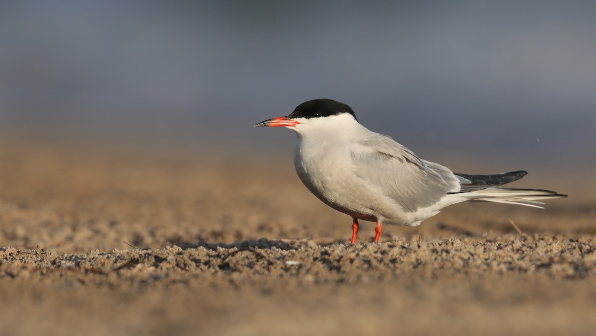 Common Tern - Matthew Francey