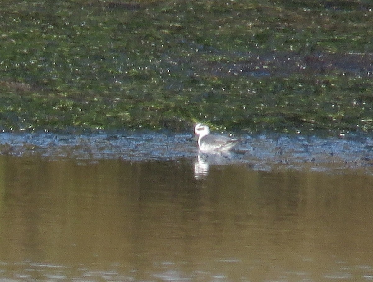 Red Phalarope - ML24161961