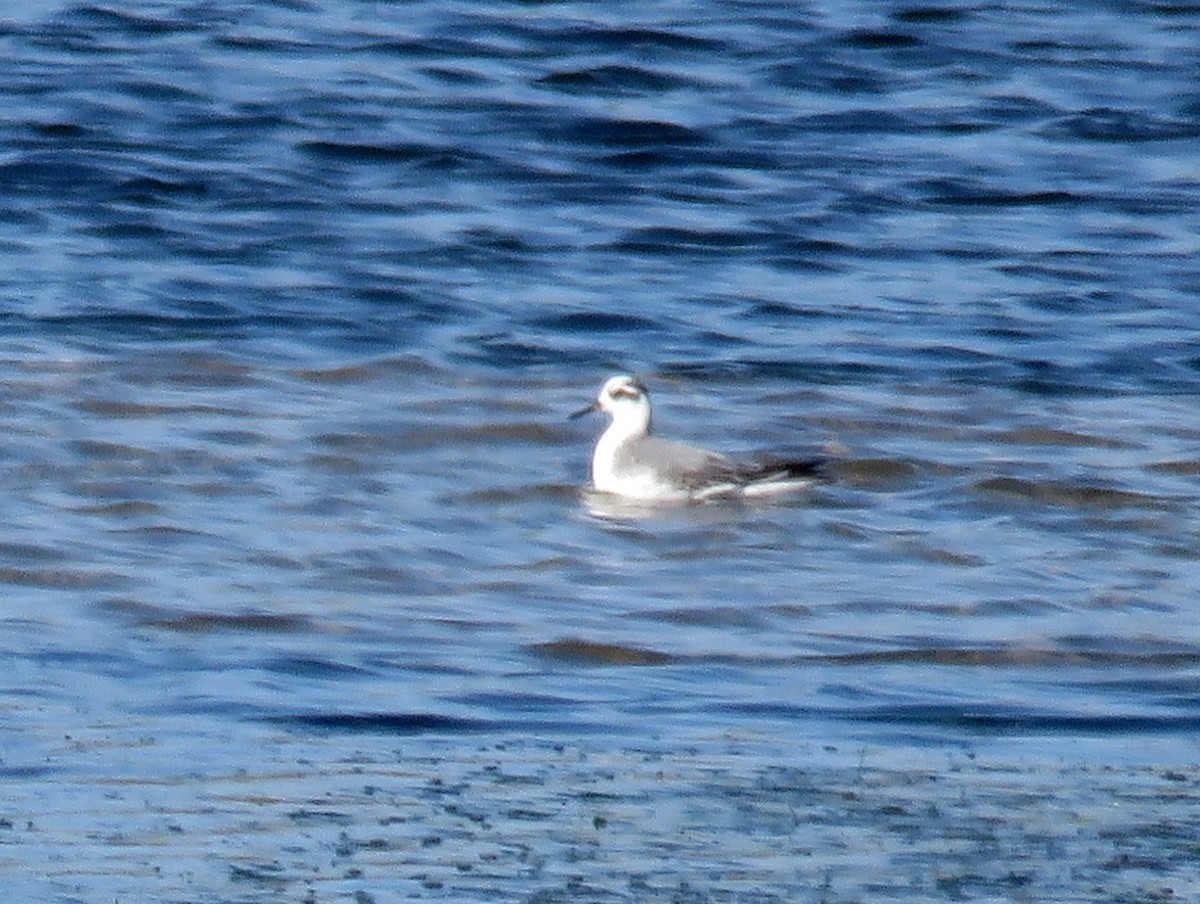 polarsvømmesnipe - ML24161971