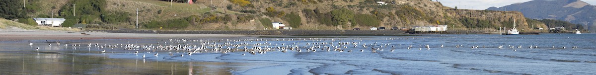 Kelp Gull - ML241620691