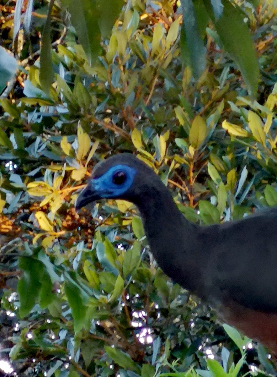 Sickle-winged Guan - Teresita Varon