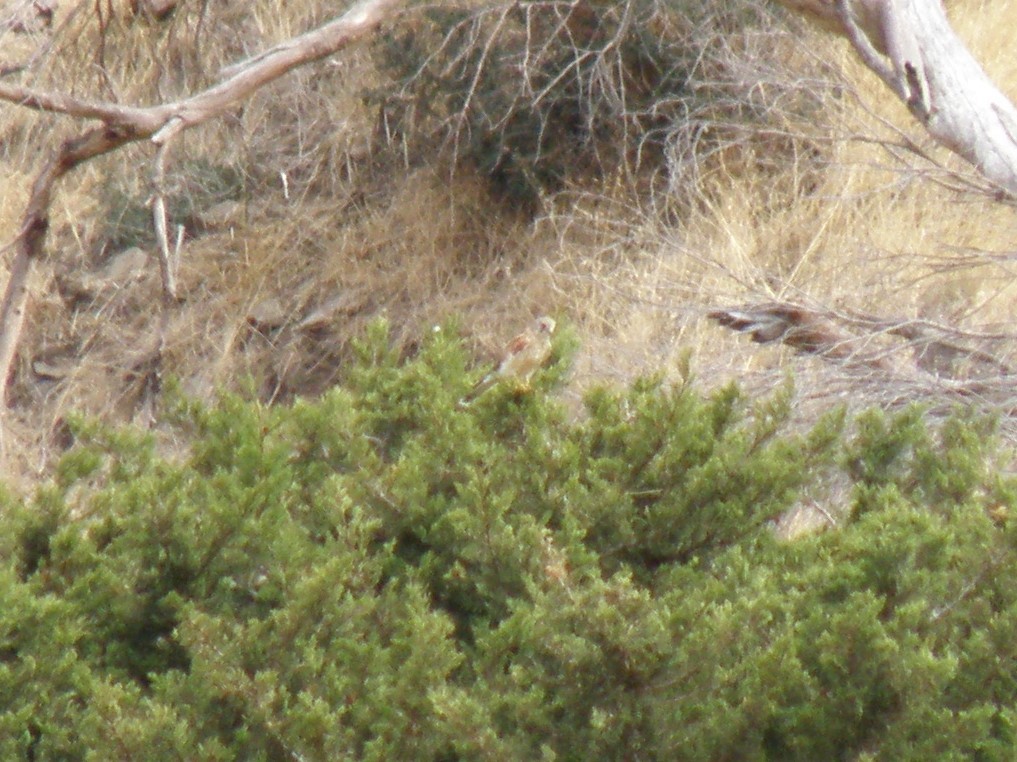 Nankeen Kestrel - ML241621841