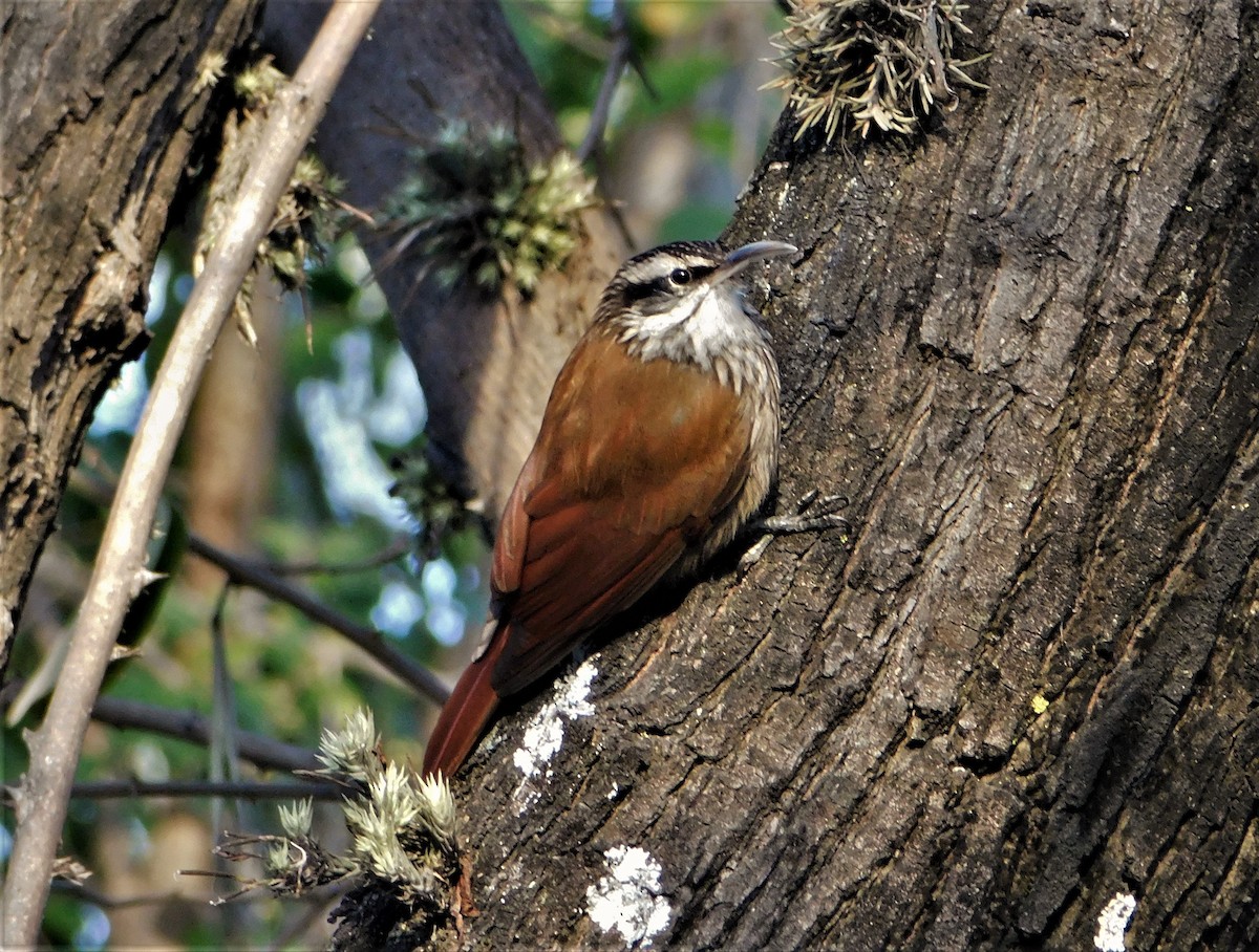 Narrow-billed Woodcreeper - Nicolás Bejarano