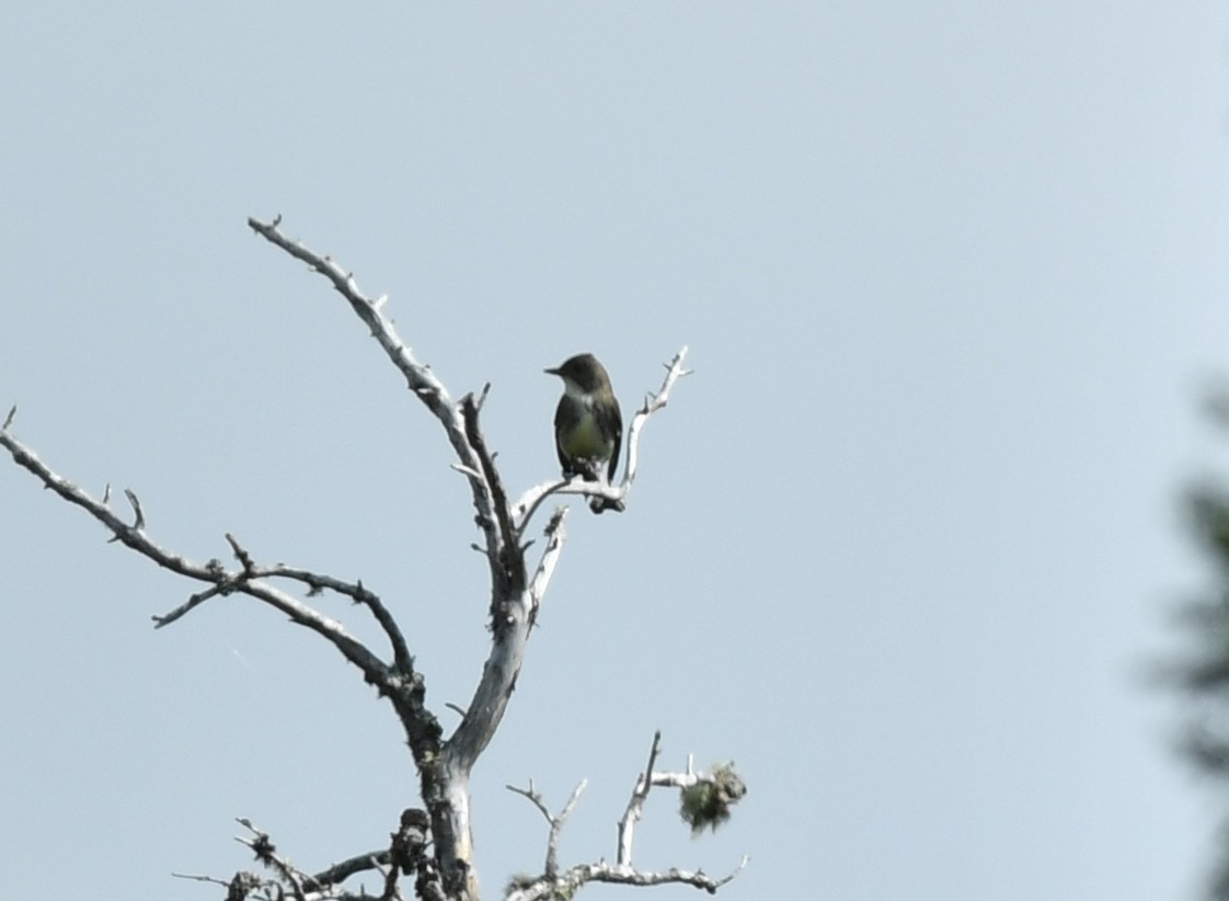 Olive-sided Flycatcher - ML241623461