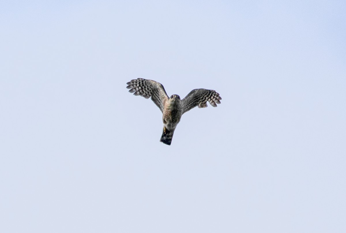 Sharp-shinned Hawk - ML241623761