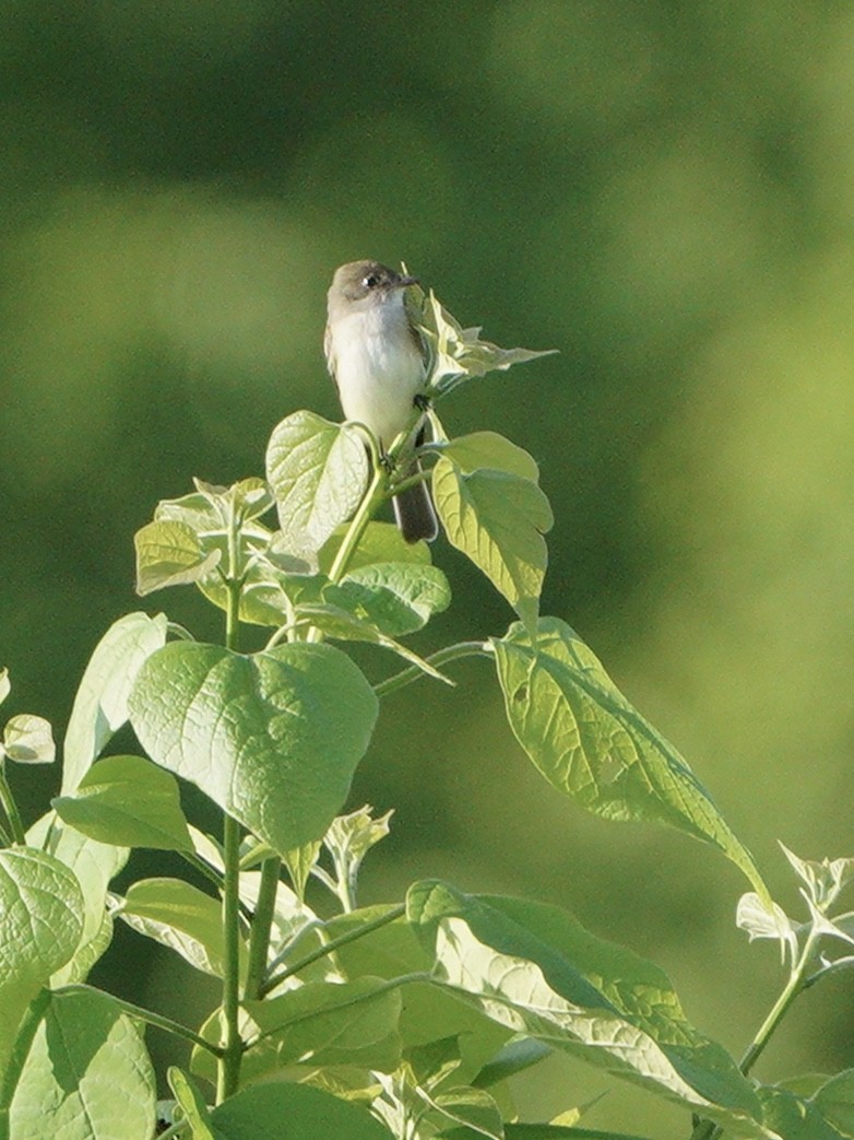 Alder Flycatcher - ML241625281