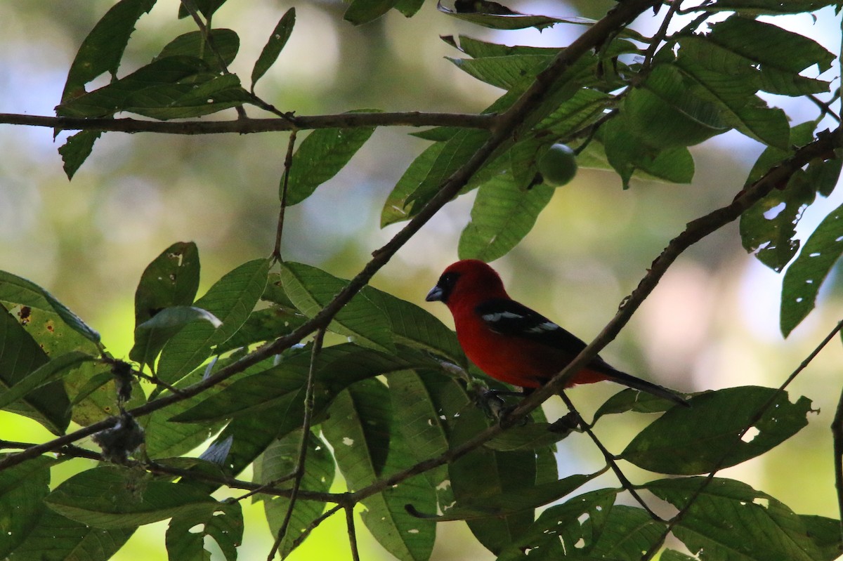 White-winged Tanager - ML24162541